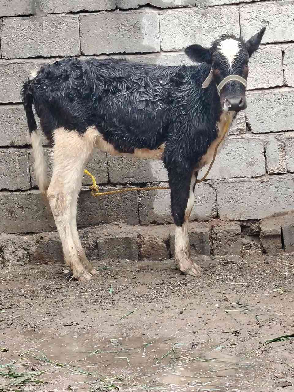 السلام عليكم
للبيع بجر جنس فريزي اصليه عمرها ٨ اشهر السعر 860 وبيها مجال قليل الاستفسار الاتصال على الرقم *********** // ***********
