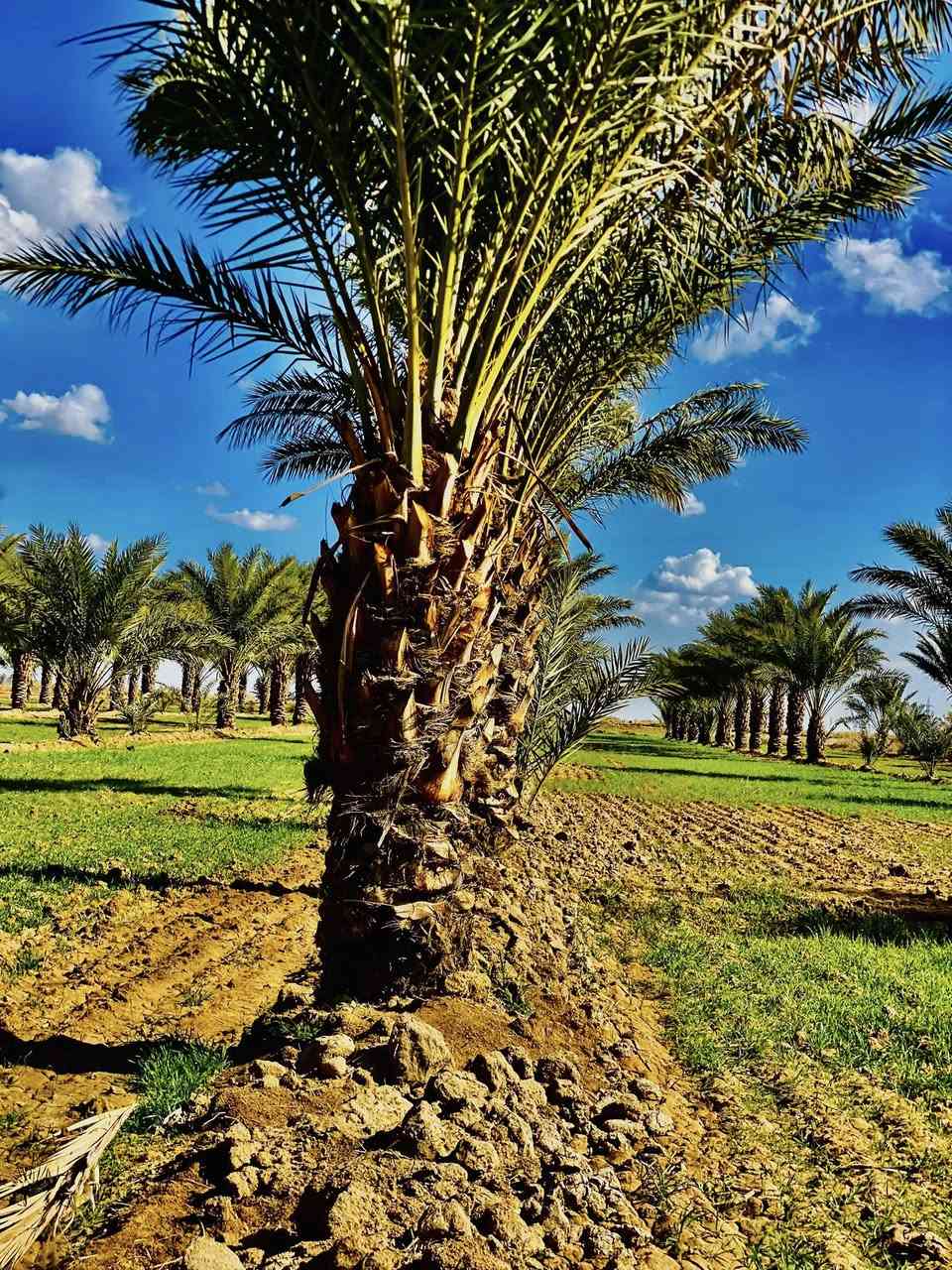 بستان مساحه١٠دونم متوفر ماء وكهرباء وشارع لاستفسار ***********
