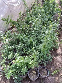 ياسمين بنفسجي ب١٠٠٠ الراشديه مقابل مستشفى حماد شهاب  ٠٧٧٠٥٣٨٠٧٧٢