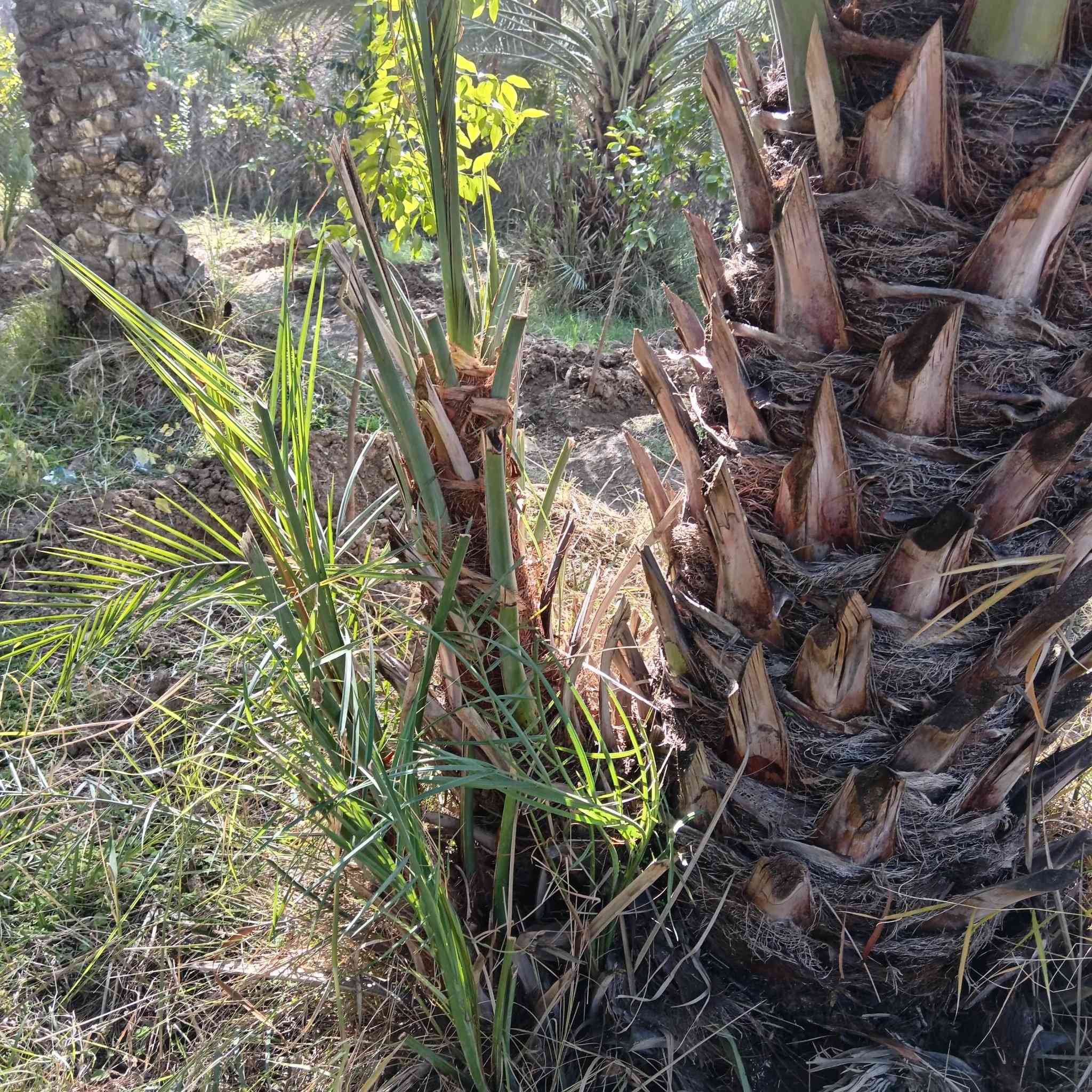 السلام عليكم يتوفر فسائل نخيل جمال الدين وتبرزل فسائل خشنه الستفسار ع رقم ***********
