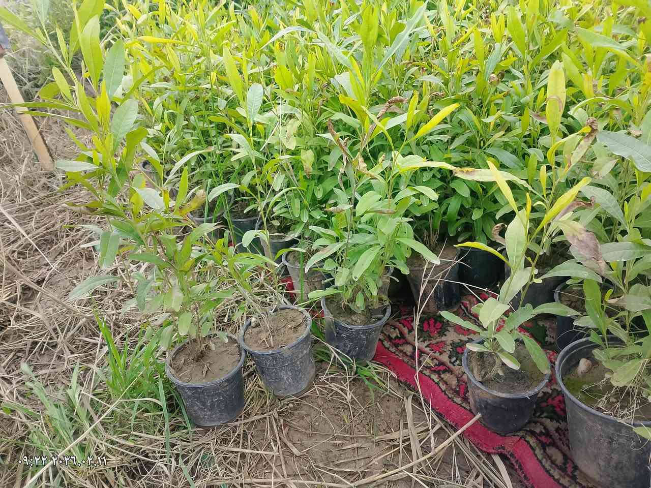 يوجد لدينا شتلات دادونيا طولها 50الى 70 سم
وكالبتوس طولها من 90الى 130سم 
للبيع بل جملة للتواصل اتصل على الرقم ***********
