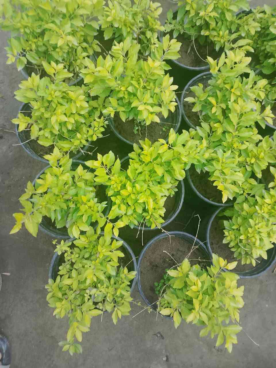 (بسم الله))
((مشتل الأنوار))🌻🌷🌵
يعلن مشتل الأنوار عن توفير كافة النباتات الزينه والنباتات الداخلية والحمضيات داخل المشتل وبأسعار تنافسيه 🔥🔥
زورونأ في العنوان الدائم🔥🔥
العنوان الصويره الشارع العام  مجاور مجمع أبو زهراء للسيراميك 🔥🔥 
للتفاصيل اكثر داخل الصور 
ويوجود خدمه توصيل  🚛 🚚 🚗


**إذا كنت صاحب هذا الإعلان وتريد حذفه لأي سبب، رجاءا أرسل رسالة إلى الدعم الفني**