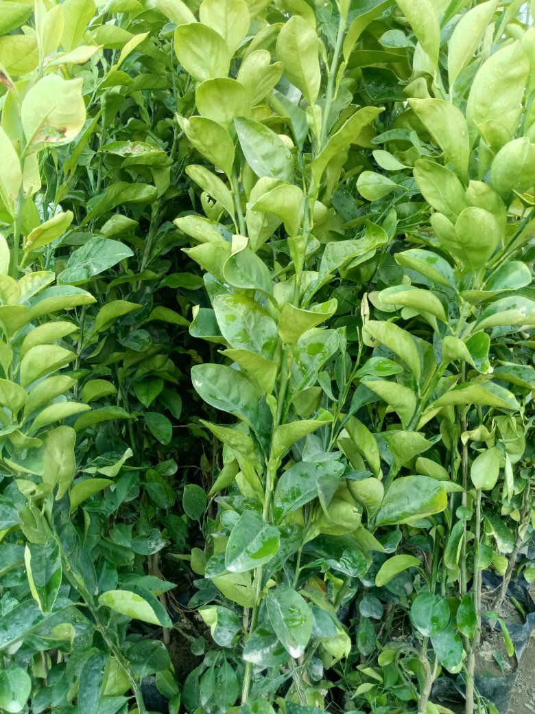 توفر انواع الحمضيات والنفضيات بغداد كريعات


**إذا كنت صاحب هذا الإعلان وتريد حذفه لأي سبب، رجاءا أرسل رسالة إلى الدعم الفني**