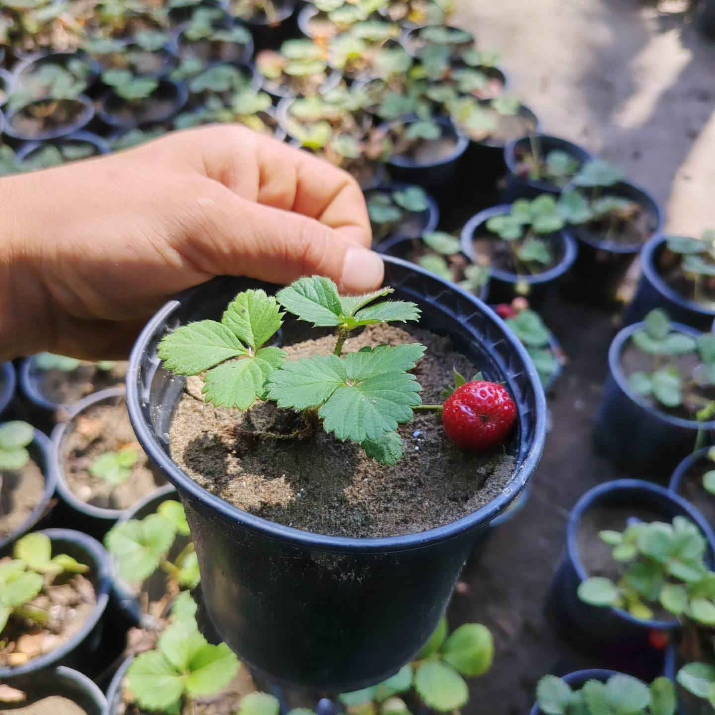 مشتل نعناعه الرفاعي الصوب الاول مجاور جسر المشاة بتجاه السايلو مقابل مدرسة الرقيم الاهليه يوجد توصيل ***********
