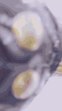 للحجز *********** واتساب
