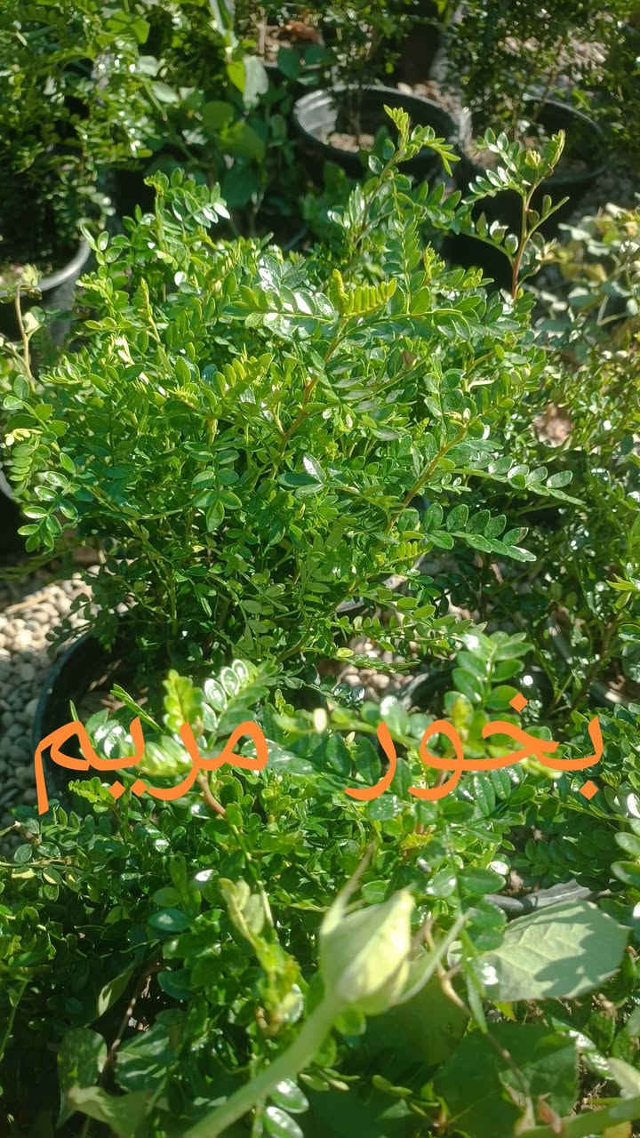 الحمدلله وصول مسواك جديد
مشتل الحلبي الزاب علوه هرته وحياكم الله ***********
