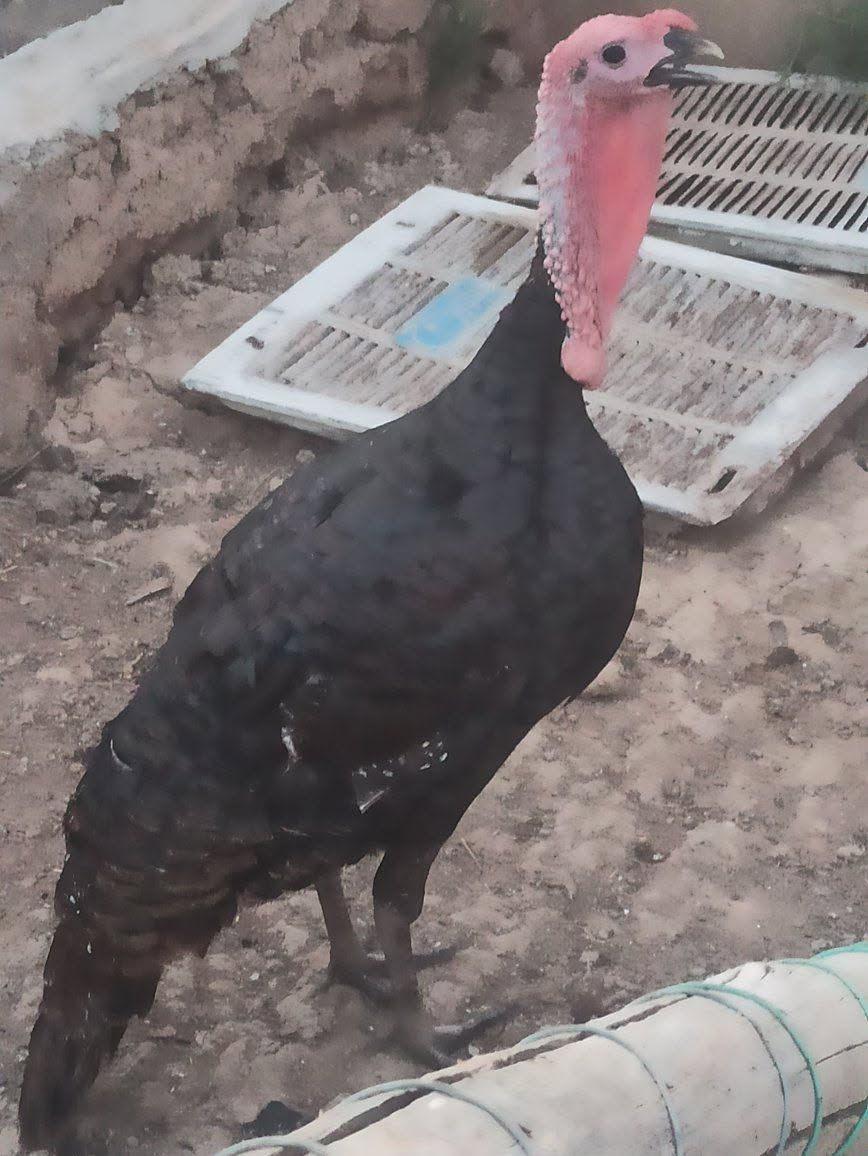 ديوك بصره للبيع 
***********
