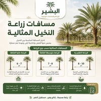 نخيل • مسافات ٧-١٠م • بابل الحلة