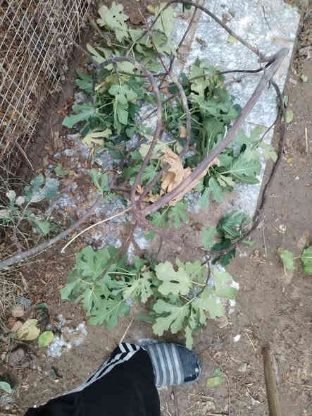 بسم الله الرحمن الرحيم الى اروح والدي واخي 
حمله ميسان الخير
اقلام منوعه للثواب مجاني
اقلام تين بني مسلم
اقلام تين جاسم 
اقلام عنب اسود نوعيه جيده
اقلام تكي كندي
اقلام تكي عراقي
اقلام رمان واندفل امريكي 
اقلام رمان عراقي 
اقلام ورد المينا 3اللوان مع متعدد اللوان 
مشتل الزهراء في ميسان العماره بستان دور النفط شارع مقبره الصابئه قرب جملونات بيت العنتاكي للدواشك والحصران داخل الفرع 
،  ***********
***********
