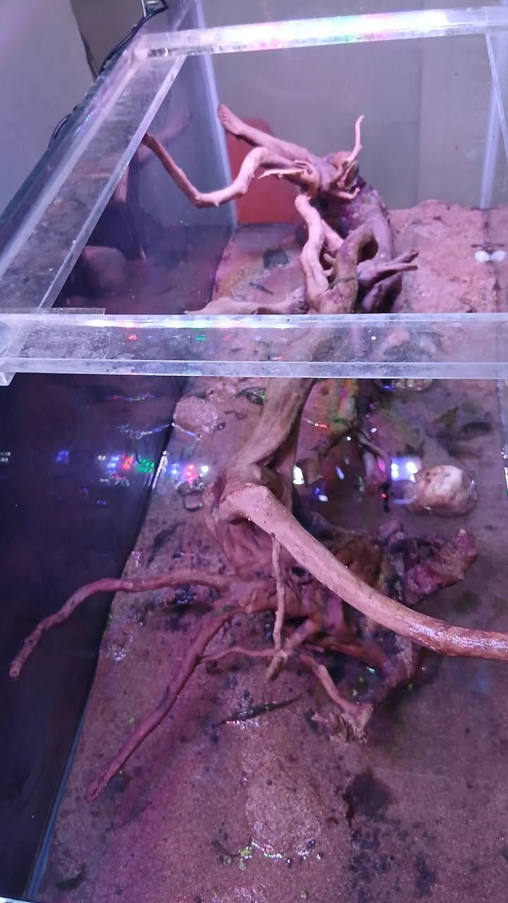 الحوض نباع بقه بس الديكور والميز وباقي المستلزمات
20 كيلو رمل 
جذوع عدد 2 قياسهن سوه 80 سم
تايرمات عدد ٤ 
تحويرات مال بلك صيني عدد ٢٨ 
اناره شمسيه 
مضخه تصعيد ١٥٠٠ لتر 

شافطه كهربائيه 
مكاني بغداد الوشاش مقابل مستشفى الاسكان ماعندي توصيل


**إذا كنت صاحب هذا الإعلان وتريد حذفه لأي سبب، رجاءا أرسل رسالة إلى الدعم الفني**