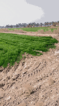 ارض للبيع المساحه 12 دونم يوجد فيها عدد من نخيل ويوجد ايضاً دار عدد ثنين واحد هيكل مسقوف والثاني صالح للسكن كما موضح في الفديو ويوجد فيها ماء اساله وكهرباء والأرض صالحه للزراعه الموقع بابل دبله قرية ابو ضباع للاستفسار ***********
