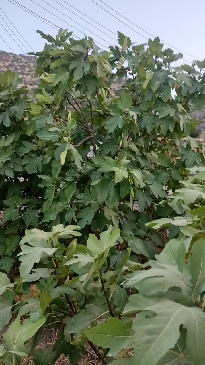 ١٨٠وةرةقةو كةميك معامةلة ئةم خانوباخة بوفروشتن لةكوندي ئالياوةي سةروبن شاخي كلةزةردة  لةسليماني ١١٦٠٠مةترة بيك هاتوةلةميوان هول نوستن مةتبةخ باخةكةكامل سياج كراوةبيريكي باشي تياية بوزانياري ***********
