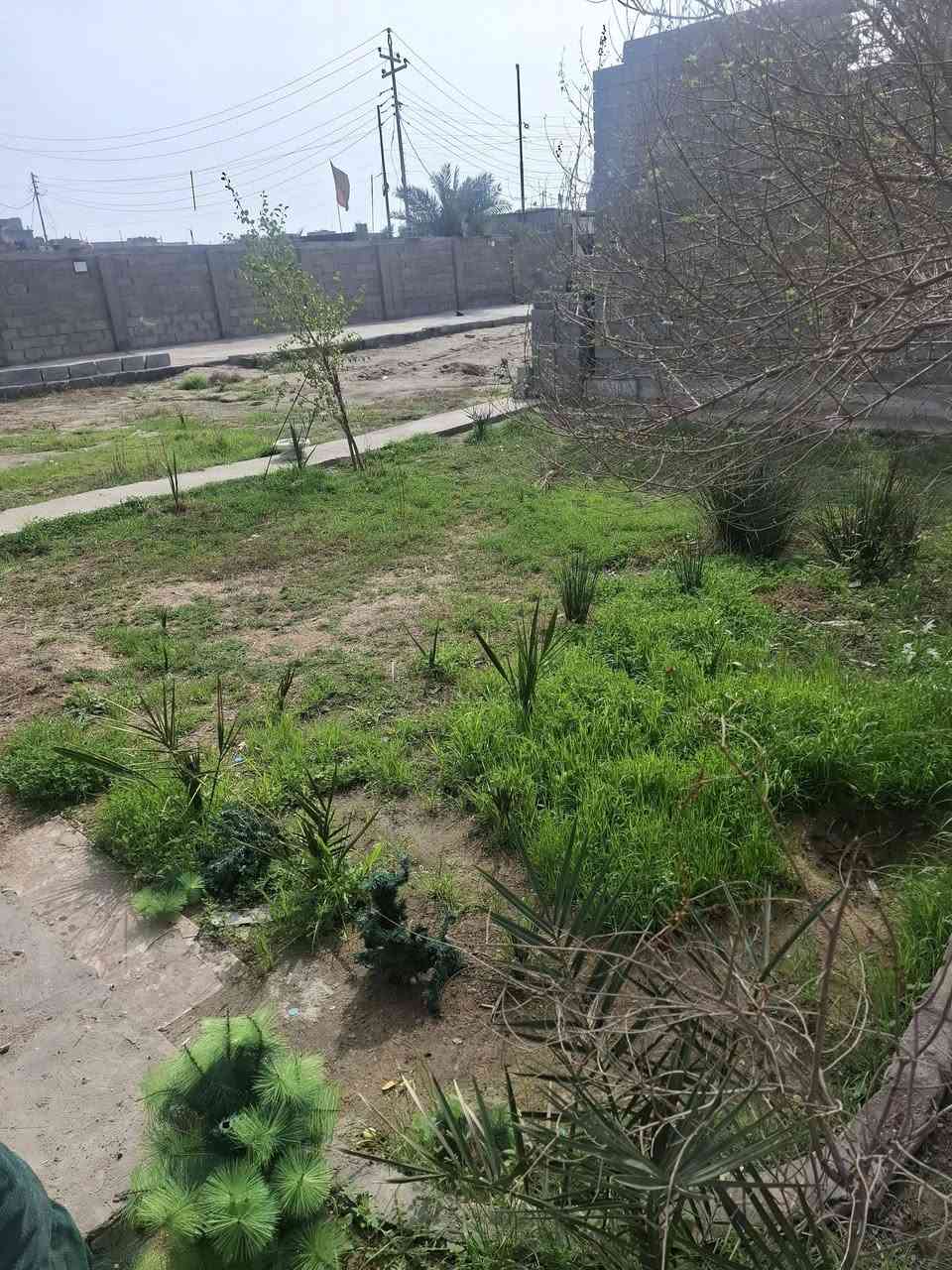 سلام عليكم بستان للبيع مساحته 1500متر يتكون من بيتين مساحه كل بيت 160متر بناء طابوك  طابو صرف بسمنه العنوان البصره حي زيتون مقابيل سجن حمدان الاستفسار الاتصال ***********...***********
