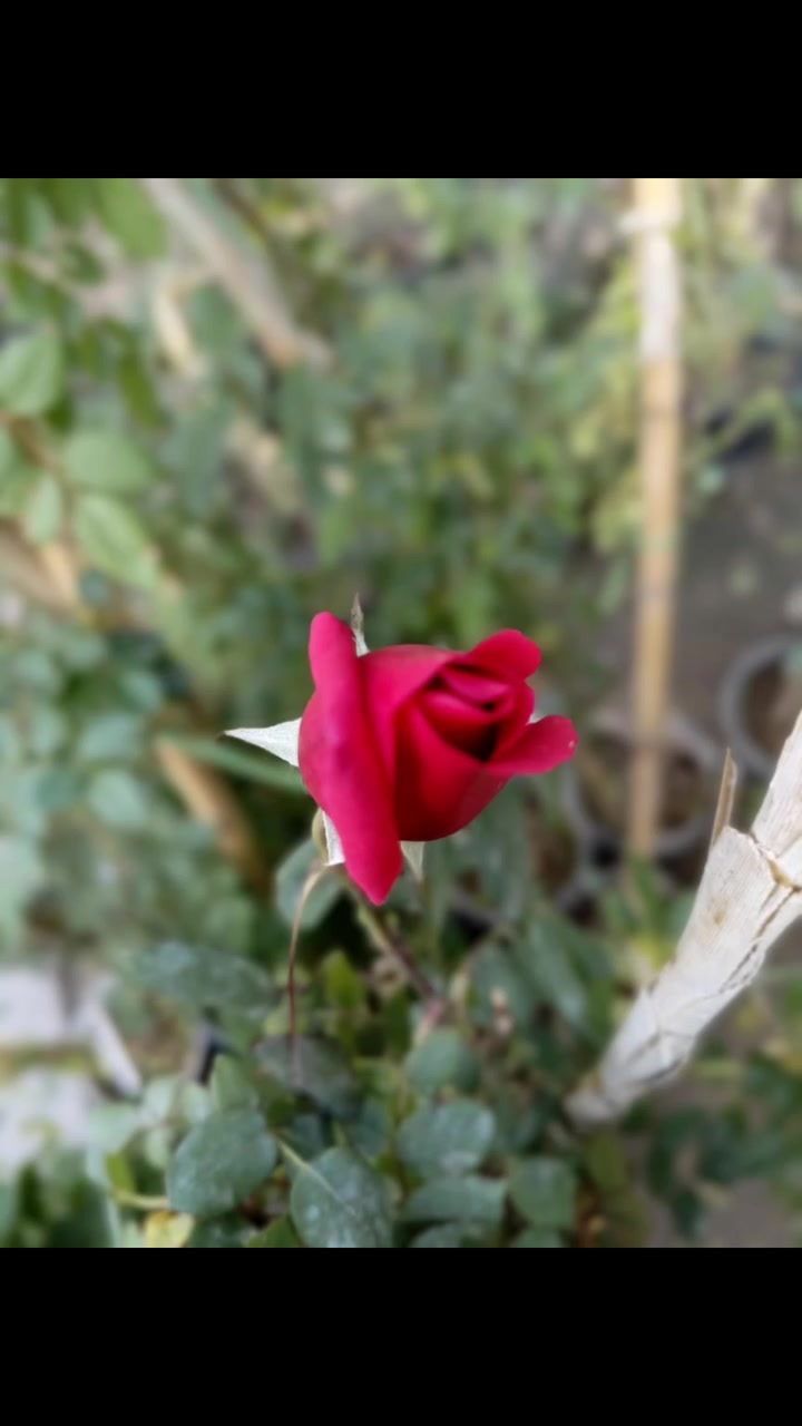 🌹 عرض خاص بمناسبة العيد 🌹
متوفر الآن
ورد جوري مستورد ملون
ألوان جميلة وجودة مميزة 🌺

💰 سعر الشتلة فقط 2,000 دينار

⏳ العرض مستمر لغاية آخر أيام العيد

📍 العنوان: ميسان – [مغربه مقابل حي المعلمين الجديد مجاور شرطة k9 ]
📞 للاستفسار: ***********
