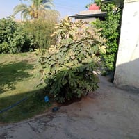 الكورنيش • ٤٠٠م • غرفتين