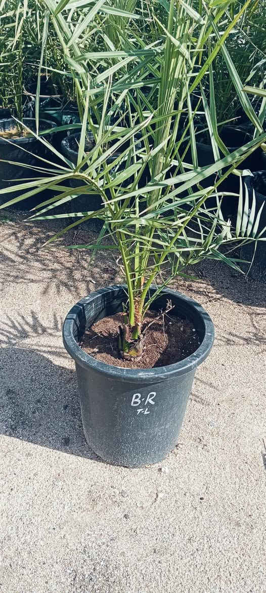 سلام عليكم برحي نسيجي سعر ١٧٥ لواحد مكان ابو لخصيب واكو توصيل


**إذا كنت صاحب هذا الإعلان وتريد حذفه لأي سبب، رجاءا أرسل رسالة إلى الدعم الفني**