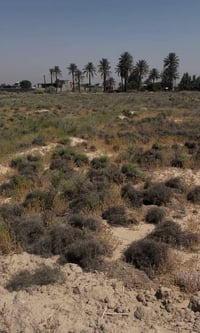 دونمين طابو زراعي سند 25 حق التصرف سندها جديد تفتح بيان ثاني يوم  ارض ...