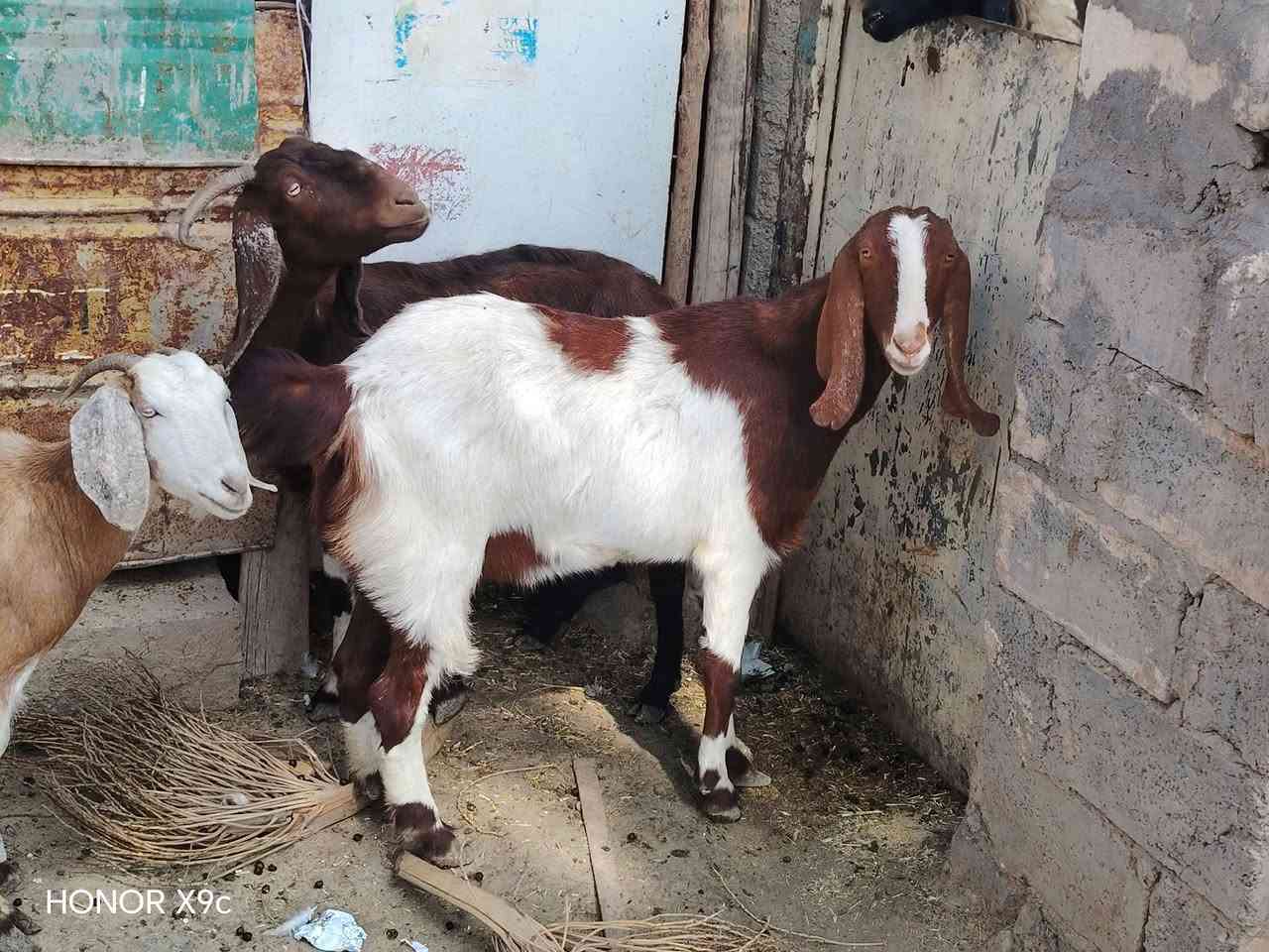 صخول للبيع ٤عشر وحده ورآها فحل ومعشره خير من الله صخول ناصحات وعلا كل عيب  سن وشطر وذراع وبيع شرع ومفرد مكاني بغداد التاجي السعر بل خاص والاستفسار تصل ***********
