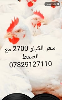 دجاج البركه • الدجيل حي الزهراء • توصيل داخل الدجيل