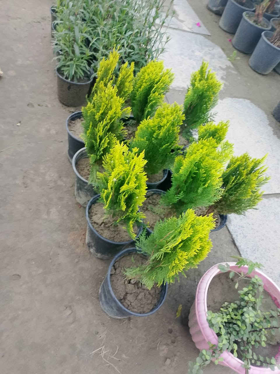 (بسم الله))
((مشتل الأنوار))🌻🌷🌵
يعلن مشتل الأنوار عن توفير كافة النباتات الزينه والنباتات الداخلية والحمضيات داخل المشتل وبأسعار تنافسيه 🔥🔥
زورونأ في العنوان الدائم🔥🔥
العنوان الصويره الشارع العام  مجاور مجمع أبو زهراء للسيراميك 🔥🔥 
للتفاصيل اكثر داخل الصور 
ويوجود خدمه توصيل  🚛 🚚 🚗


**إذا كنت صاحب هذا الإعلان وتريد حذفه لأي سبب، رجاءا أرسل رسالة إلى الدعم الفني**