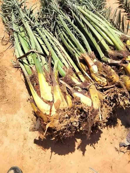 السلام عليكم يوجد لدينا كافة انواع النخيل البرحي المكتوم كنطار صلطاني تبرزن اصبع العروس اشويثي احمر خضراوي مندلي وكافة انواع ويوجد توصيل الى جميع المحافظات  الاستفسار الاتصال على الرقم (***********)
