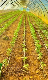 عمل بيوت زجاجيه الزراعيه حديد بوراي مغلون درجه اولى تواصل ٠٧٧٢٢٠٦٥٩٥٢ا...