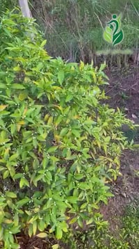 فديو • هيومك سلوفاكي • زهور