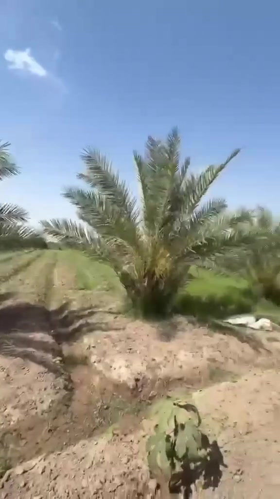 سعر👈الدونم الواحد(( 110 )) مليون مع المجال  سلام عليكم متابعين اليوم نعرضلكم (( 12 )) دونم طابو زراعي سند 25 تحويل اسهم بأسم المشتري من صاحب السند مباشر تحويل الارض مسيب بابل واجة الارض 100 متر ع التبليط مباشر تنباع نصف الارض وتنباع بالكامل تحتوي ع عدد من النخيل حدود 300 او اكثر كوله نشو ماشاء الله ماء اساله ماء سقي كهرباء وطني مولد ايضاً متوفره الخدمات بالكامل ماشاء الله عنوان الارض شارع بغداد سايد الدخول عمود (( 635 )) وتنزل 500 متر تبليط مباشر واجهة تبليط للأستفسار اكثر مراسلة الصفحة


**إذا كنت صاحب هذا الإعلان وتريد حذفه لأي سبب، رجاءا أرسل رسالة إلى الدعم الفني**