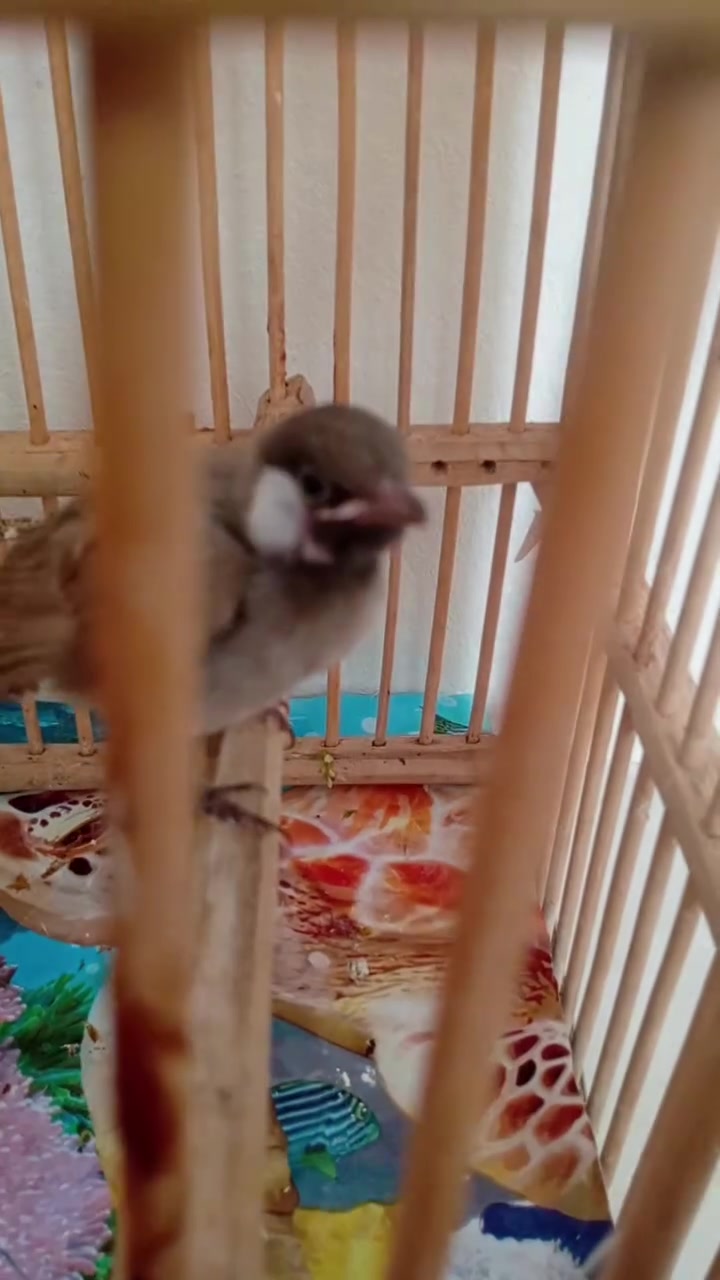 بسبب الوعود الكاذبة بلبل مخلف اليف فول للبيع السعر 30قفل المكان ديالى جلولاء الموشراي لا يدك ويراسل للاستفسار الاتصال على الرقم:***********
