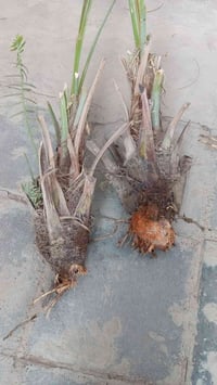 فروخ مكتوم • أصلي • كرمه بيني سعيد