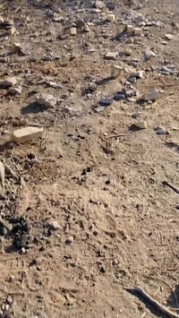 الديوانية • ٦٦٠م • سند ٢٥