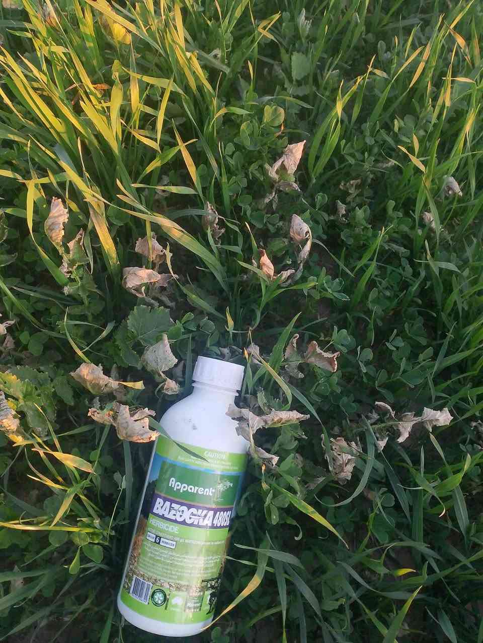 مبيد بازوكا للقضاء على الوردة البيضاء في حقول الحنطة مبيد فعال جدا وهذه نتائجه للحجز والاستفسار راسل الصفحه او اتصل على الرقم التالي *********** 
***********
