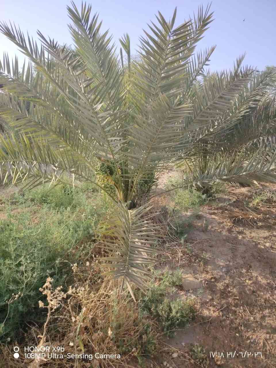 السلام عليكم✅
اخوان يوجد لدينا بستان مع بيتين مع محل للبيع✅
 ع طريق الامام الشريف عليه السلام ✅ من الشارع للشط 
 الواجه 32م ✅
والنزال 180متر
 تقريبآ✅
 البستان يحتوي ع انواع النخيل ✅
وموقعه قريب كلش✅
 من بعد مدرسة ذات العلم✅
 بداية العليمين الشراي يراسلني وبلخدمه ✅
الموشراي رجآ لايراسلني ✅
اخوكم سيد عمار الاعرجي


**إذا كنت صاحب هذا الإعلان وتريد حذفه لأي سبب، رجاءا أرسل رسالة إلى الدعم الفني**