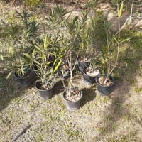 سبار واشنطن • زيتون • دفلة