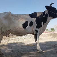 هوائش • لجيب • بابل شوملي