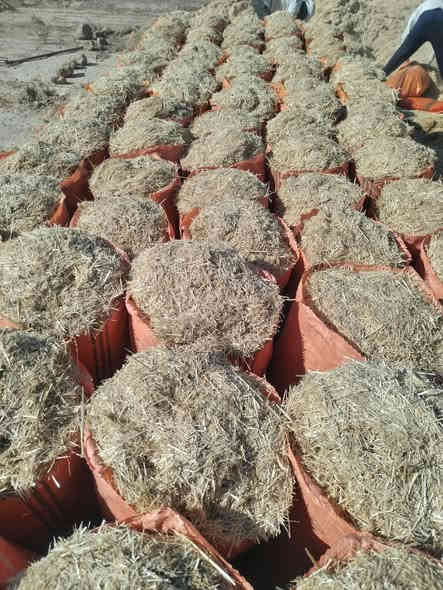 يوجد تبن درجه اولى الزوج مطروح بل مكان ترس درجة ولى السعر  3الف الرقم ***********
***********
