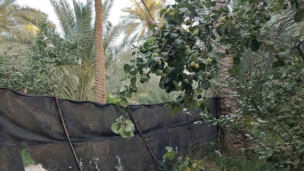 بستان طابو سند 25 تحويل مباشر للمشتري موقع حصوة عون شارع الخطاطبه مساحه دونمين مع بيت مساحه 110 متر سعر البستان 280 مع المجال للمشتري تبعد عن التبليط 600 متر خدمات كامله منطقة سكنيه جميله جدا وسعر ممتاز ومناسب 
***********
