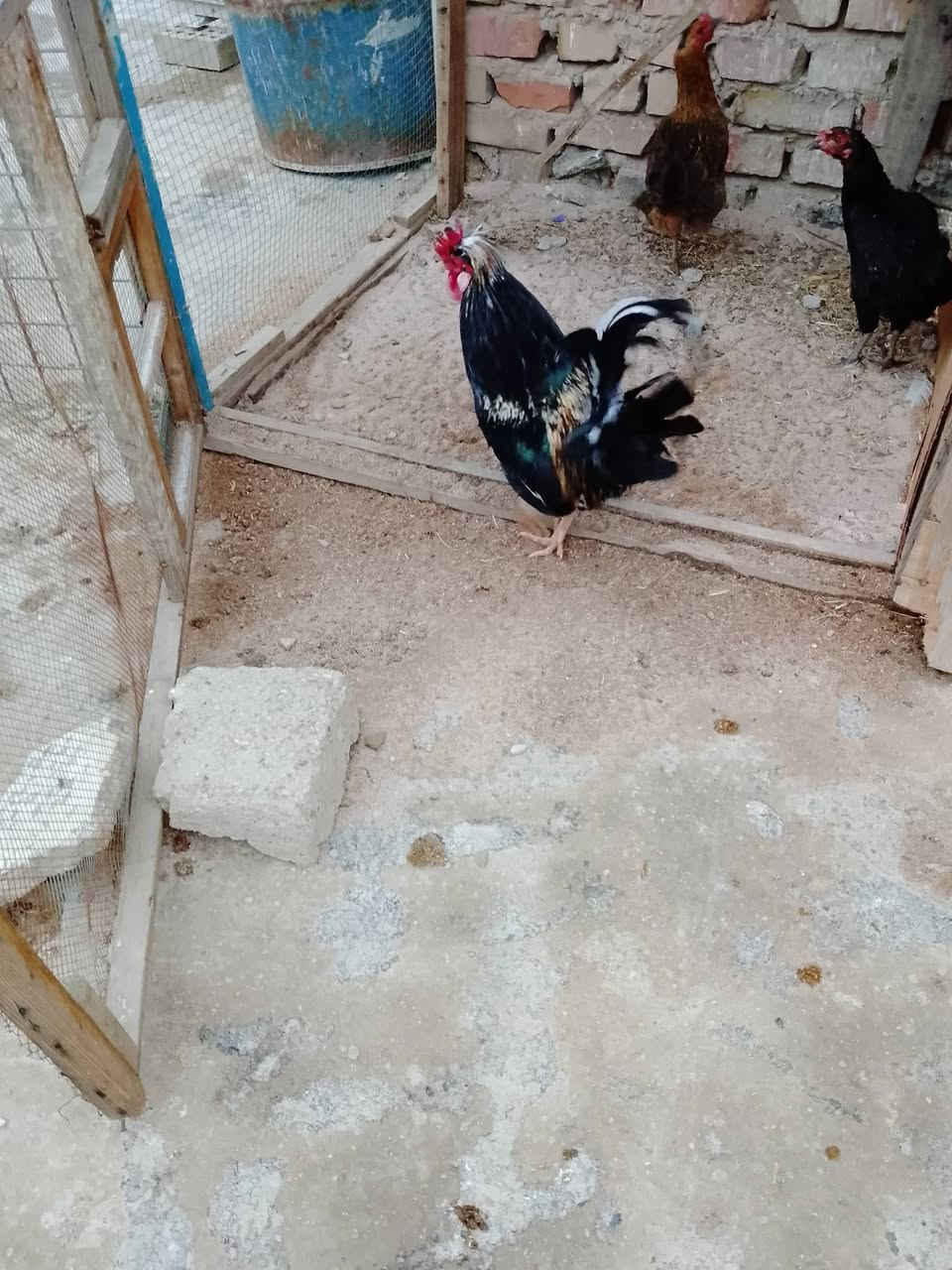 رقم الهاتف ***********سعر 35
