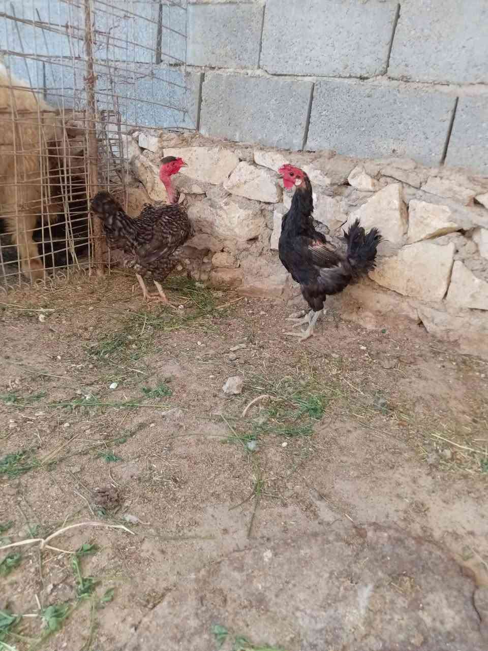 دجاجات عرب للبيع ب28وبيهن مجال وفراخ فسفس 5للبيع اب 110وبيهن مجال الشراي المكان حديثة خفاجية


**إذا كنت صاحب هذا الإعلان وتريد حذفه لأي سبب، رجاءا أرسل رسالة إلى الدعم الفني**