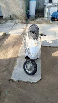 ماكس منغولي • ٥٥ • مراوس عادي