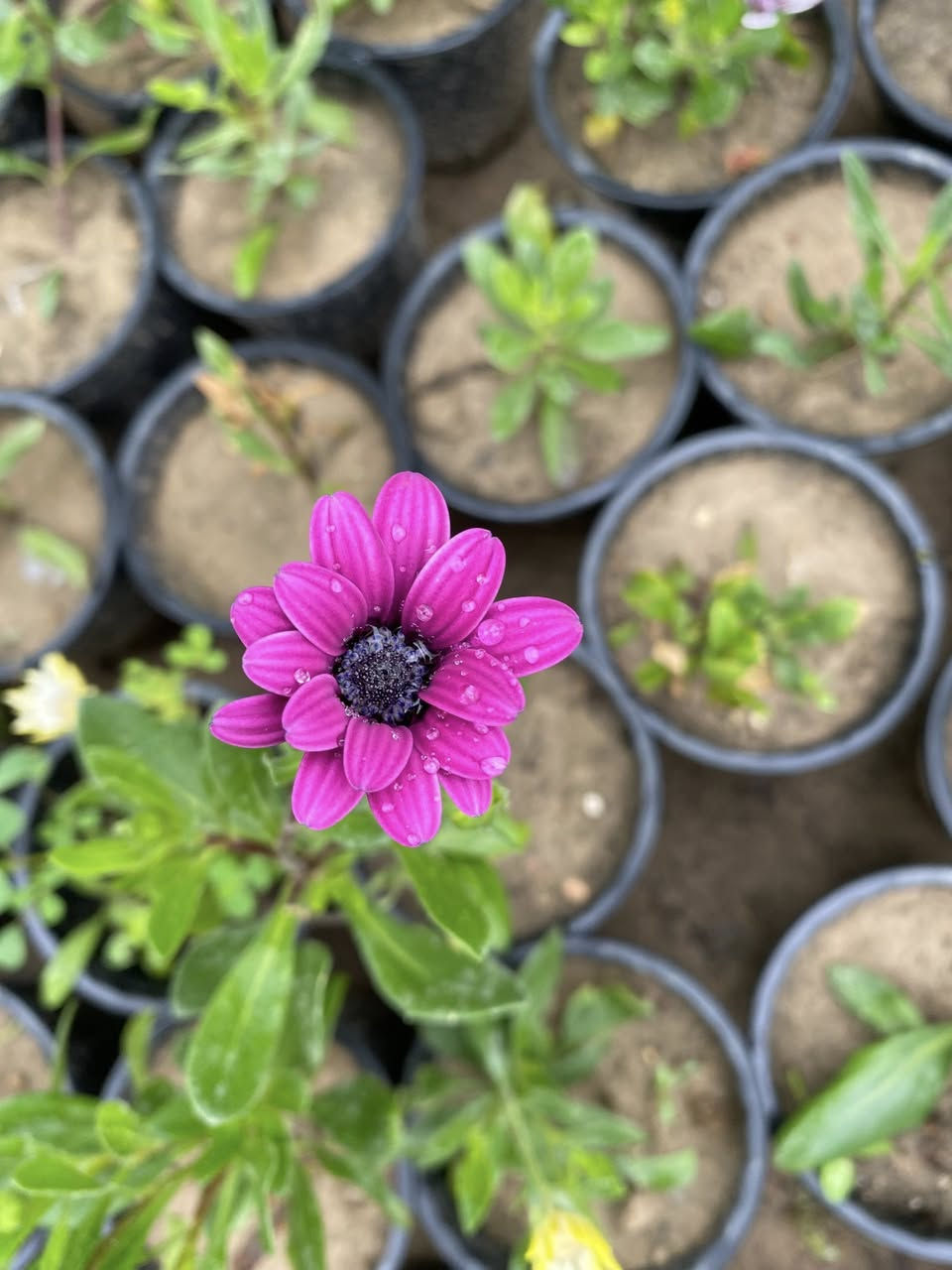 #عرض الخمسه الاف 
استرا كزانيا ثلجي قرنفل اقحوان 
تنباع شتله الوحده بالف دينار 
اليوم اسويلكم تشكله ١٢ شتله بخمسه الاف فقط 
يعني اقل من ٥٠٠ 
#العرض_اليوم_فقط 
باجر يرجع السعر الاصلي بدون عرض وبدون احراج


**إذا كنت صاحب هذا الإعلان وتريد حذفه لأي سبب، رجاءا أرسل رسالة إلى الدعم الفني**