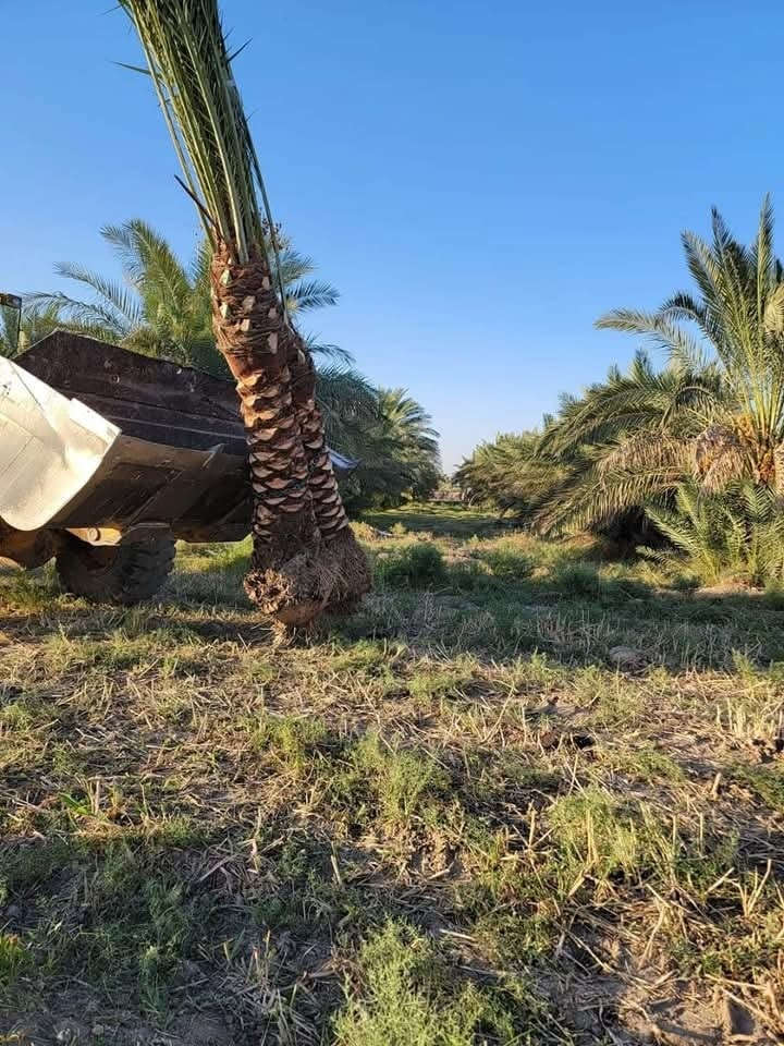 🌴🌟 تتوفر لدينا كافة أنواع الفسائل بأصناف مميزة ومضمونة 🌟🌴

الأنواع المتوفرة:
✅ برحي 🌱 خستاوي 🌱 بريم 🌱 عمران 🌱 تبرزل 🌱 مكتوم 🌱 جمالي 🌱 اشرصي 🌱 بربن 🌱 حمراوي 🌱 شكر 🌱 شوثي أصفر ✅
جبجاب  بلكه حمرت الجبل اصابع العروس عويدي ديري 
مجهول خضراوي عوينت ايوب جمال الدين 
🔶 جميع أنواع الفسائل مقدمة بأمانة الله ورسوله، خاصة من مزارعنا.
🔶 متوفرة بأحجام متعددة حسب الطلب، وتشمل الفسائل للأمهات والذكور.

🚚 توصيل لجميع محافظات العراق للطلبات 10 نخلات فما فوق.

☎️ لمعرفة الأسعار أو الاستفسار، يرجى مراسلتنا من الزر اسفل المنشور او على الارقام:

📲 واتساب
📲 ***********
📲 ***********
***********

💼 جاهزون لتجهيز دوائر الدولة، المشاتل، والمزارع الخاصة والعامة.
✨ فضلاً، ندعوكم لدعم صفحتنا عبر المتابعة والمشاركة، وتحية حب وتقدير لكم 🌹🌹
