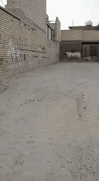 الظباط الثانيه • ١٠٠م • مقابل ملعب بسام