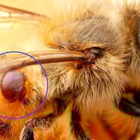 مبيد فاروا • مربي النحل • شعبة زراعة الحبانية