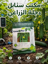 بذور خيار • ماجيلان F1 • ماجيك F1