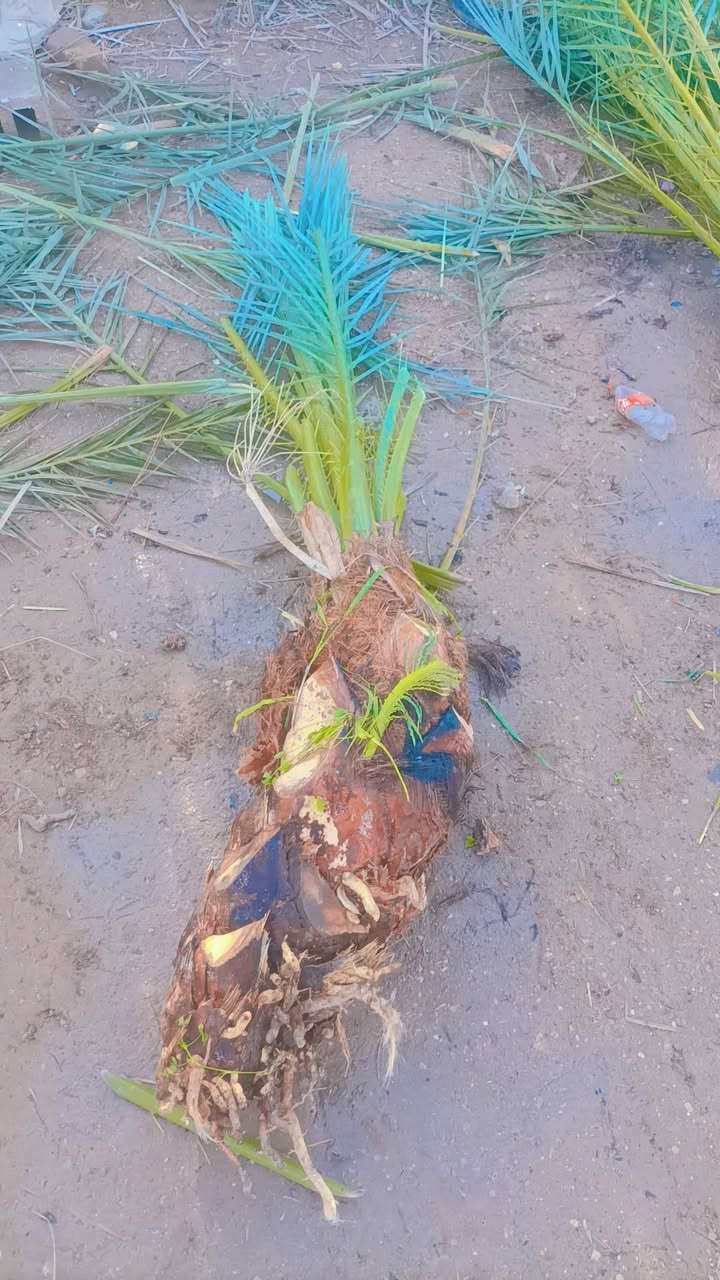 نخل برحي عدد 3 مجهول عدد 3 جبجاب عدد 1 سعر برحيه الصغيرة 75 الكبيره 125 مجهول سعر الوحده 125 جبجاب سعر الوحده 200قفل قفل مكاني كربلاء ***********
