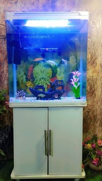 عندي حوض سمك مع الميز وقلاية هوائية وجلسة كويتية الموجودات كلة جديد  ا...