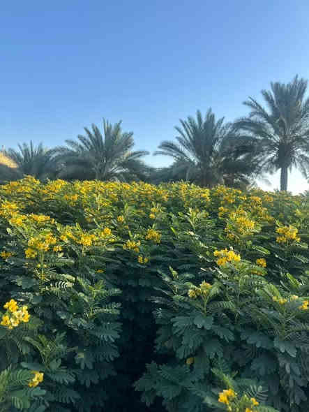 اكاسيا مصريه
الكميات خير من الله 

الاسعار تخبل 

التفاصيل ع الخاص
او للأستفسار *********** 

الحله / الرارنجيه
