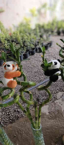 ♦🔥عـرض اليوم بـس يـم مـشـتـل دومـيـز 🩵 
🩵عصا موسى كبير ب2000🔥  عصا موسى صغير ب1500🔥الباندا ب3000 اخر كميه يا اتلحك يا ما اتلحك
شكراً لاختياركم #مشتل_دوميز
جـمـال حـديـقـتـك🖤 يـبـداء مـن مـشـتـل دومـيـز🌳
♦#....بيش يبيعون اني ارخص.منهم💪
♦ العرض مستمر لحين.انتهاء الكميه💥💥💥💥
          💞#مشتل_دوميز💞
♦موصل الايسر •حي الساهرون
♦🔥🖤━شارع_✘✘_المولدات━🩵🔥
       موصل الايسر #حي_الساهرون شارع المولدات
♦✧════•❁❀❁•════✧
للحجز والاستفسار واتساب فايبر
♦***********
✧════•❁❀❁•════✧
متوفر توصيل داخل #الموصل_الحبيبه🩵🫂
♦***********واتساب فقط

#مشتل_دوميز #نباتات_منزلية #نباتات_داخلية #تجهيزات_زرع #نباتات_الموصل #ديكور_نباتي #عشاق_النباتات #نباتات_ظل #نباتات_زينة #موصلنا_خضرا #نباتات_للبيت #تنسيق_نباتات #هدايا_خضراء #نباتات_وعناية #AL_MOSUL
