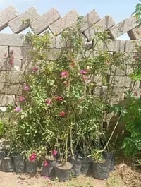 شتل • جوري • عنب